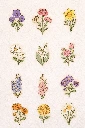 Fleurs collection Romy.webp